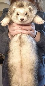furetto.jpg