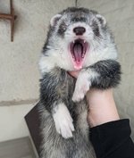 furetto 4.jpg