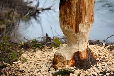 beaver-2420713_960_720.jpg