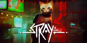 stray.jpg