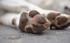 polpastrelli-cane-secchi-e-screpolati.jpg