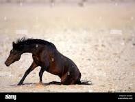 Cavallo zoppo immagini e fotografie stock ad alta ... Cavallo zoppo immagini e fotografie stock ad alta ...