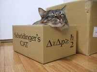 Schroedingers cat.jpg