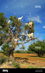 capre-sugli-alberi-marocco-africa-del-nord-d4gtnt.jpg