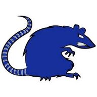 Black Rat